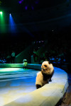 Успейте посмотреть шоу «Новогодние приключения домовенка Кузи» в Тульском цирке, Фото: 110
