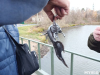 В Венёве под мостом поймали необычную рыбу, Фото: 6
