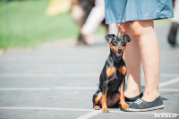Всероссийская выставка собак в Туле: серьезные сенбернары, изящные пудели и милые шпицы, Фото: 47