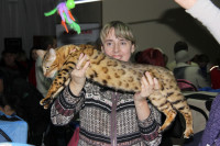 В Туле прошла международная выставка кошек, Фото: 51