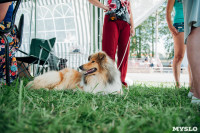 Всероссийская выставка собак в Туле: серьезные сенбернары, изящные пудели и милые шпицы, Фото: 30