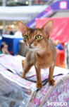 Выставка "Пряничные кошки" в ТРЦ "Макси", Фото: 42