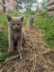 Тульские котики, Фото: 79