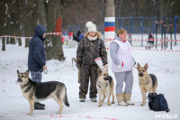 В Туле прошла Всероссийская выставка собак, Фото: 22