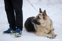 В Туле прошла Всероссийская выставка собак, Фото: 1