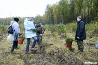 В Веневском районе высажено 24 тысячи сосен, Фото: 13