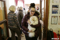 В Туле прошла Всероссийская выставка собак всех пород, Фото: 16