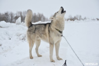 Праздник северных собак на Куликовом поле , Фото: 22