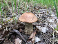 Туляки открыли грибной сезон, Фото: 6