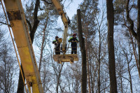 В Белоусовском парке спиливают деревья, Фото: 17