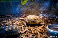 Черепахи в экзотариуме, Фото: 39
