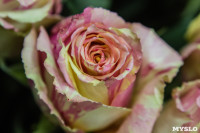 Ассортимент тульских цветочных магазинов. 28.02.2015, Фото: 48