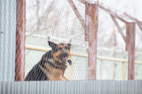Как живет собачий патруль Туламашзавода, Фото: 4