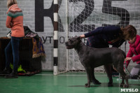 Выставка собак в Туле 24.11, Фото: 14