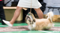 Пражский крысарик, хотошо и кангал: в Туле прошла выставка собак всех пород, Фото: 123