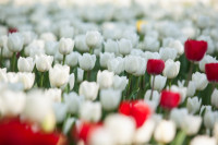В Туле расцвели тюльпаны, Фото: 13