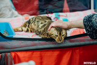 Выставка кошек "Конфетти", Фото: 25