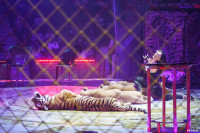 Шоу Гии Эрадзе «5 континентов» в Тульском цирке: феерия уже началась!, Фото: 86