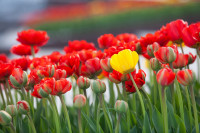 В Туле расцвели тюльпаны, Фото: 53