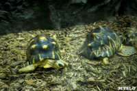 Черепахи в экзотариуме, Фото: 9