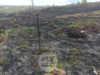 Сгоревшее кладбище в Алексине, Фото: 35