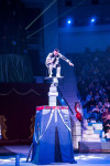 "Чудеса под Новый год" в Тульском цирке, Фото: 79