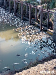 Массовая гибель рыбы в Кимовске, Фото: 5