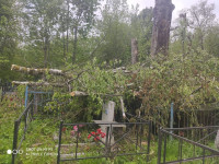 В Черни во время уборки на кладбище могилы завалили спиленными деревьями, Фото: 5