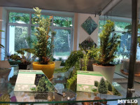 В Тульском экзотариуме рассказали, какие растения обеззараживают воздух в доме, Фото: 19