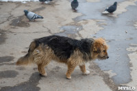 Крематорий для собак в Венёве, 24.03.2016, Фото: 46