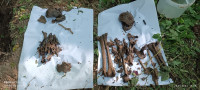 В лесу под Белёвом поисковики обнаружили останки двух красноармейцев, Фото: 5