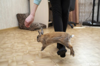 Юная дрессировщица из Тулы научила кролика 20 командам и попала в Книгу рекордов России, Фото: 16