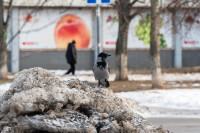 Встретили и отсыпаемся: фоторепортаж с опустевших улиц Тулы 1 января, Фото: 48