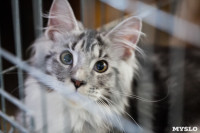В Туле прошла выставка «Пряничные кошки» , Фото: 13