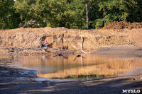 Пруд в Платоновском парке спустили на время капитального ремонта плотины, Фото: 36