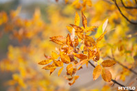 Золотая осень в Тульской области, Фото: 47