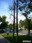 «Сушняк-2019 Тула». Городской хит-парад засохших деревьев, Фото: 90