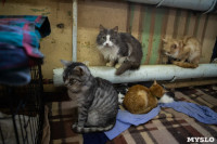 Волонтеры спасли кошек из адской квартиры, Фото: 18