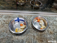 Еноты предсказали победу Финляндии в матче с Россией, Фото: 12