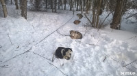 Зимний поход с собаками, Фото: 38