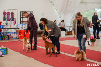 выставка собака, Фото: 116