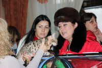 В Туле прошла международная выставка кошек, Фото: 32