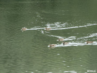 В Платоновском парке дохнут утки и рыба, Фото: 9