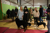 В Туле прошла выставка собак всех пород, Фото: 34