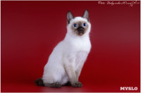 Кошки породы Скиф-той-боб, Фото: 3