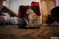 Выставка собак в Туле, 29.11.2015, Фото: 43