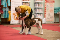 Выставка собак в ДК "Косогорец", Фото: 45