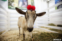 Выставка коз в Туле, Фото: 4