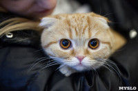 В Туле прошла выставка «Пряничные кошки» , Фото: 33
