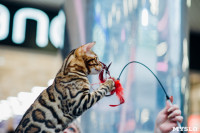 Выставка "Пряничные кошки" в ТРЦ "Макси", Фото: 59
